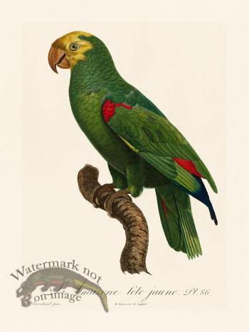 Barraband Parrot 086